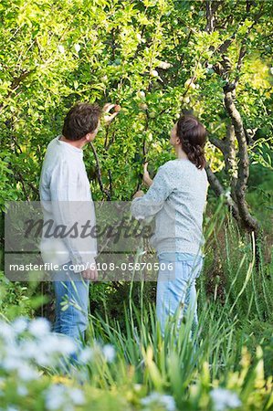 Couple d'âge mûr cueillait des fruits dans un jardin