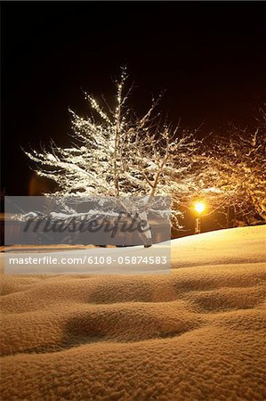 Snow covered arbres à Courchevel, Alpes, France