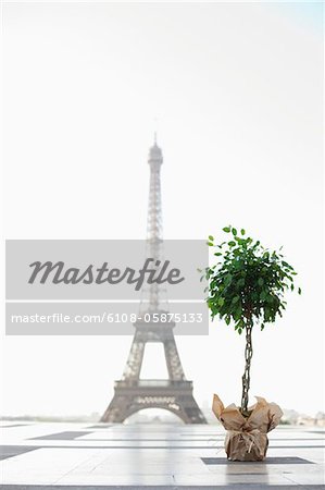 Plant with the Eiffel Tower in the background, Paris, Ile-de-France, France
