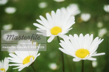 ox eye daisies growing on a pasture in the Carpathian mountains, Romania