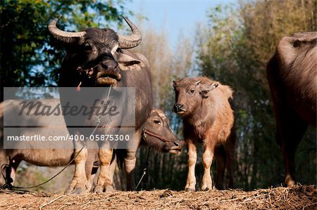 Thai Buffalo in the grass