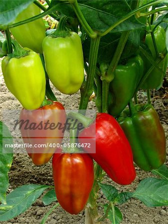 red and green sweet peppers growing in the garden