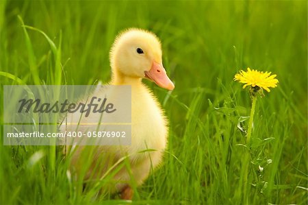Little yellow duckling on the green grass