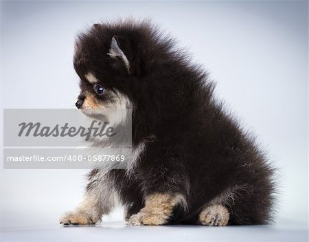 Little fluffy Pomeranian puppy on a gray background