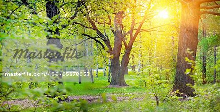 Panorama of a mixed forest with oak in spring sunny day