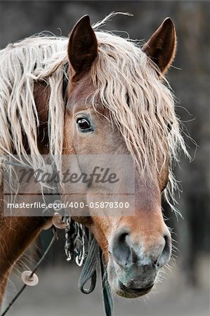 A beautiful horse in the countryside