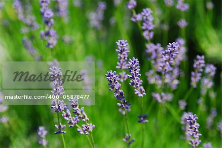 beautiful fresh fragrant lavender in the spring