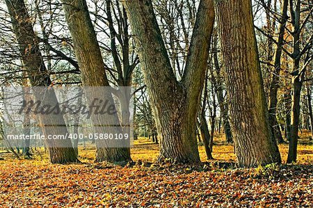 Trunks of large old trees in the park