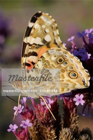 Butterfly on a flower with naturaly background