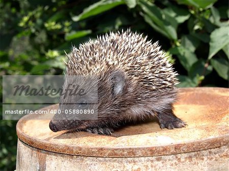 Young European hedgehog on a rusty metal catwalk, on the background of green foliage
