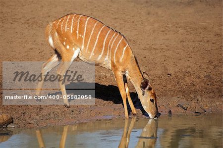 Female Nyala antelope (Tragelaphus angasii) drinking water, Mkuze game reserve, South Africa