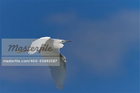 Little egret (Egretta garzetta) in flight on a blue sky. Location: Danube Delta, Romania