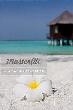 Close up of a white frangipani on a sandy beach with a water villa in the background