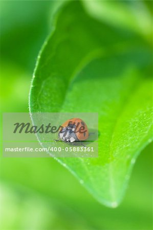 Macro view of ladybird sitting on a green leaf