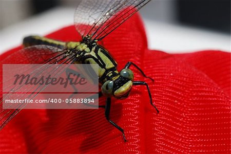 large dragonfly sitting on a red plastic in the sun