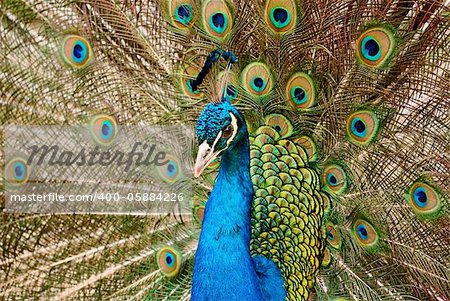 beautiful bird Blue Peafowl with open tail