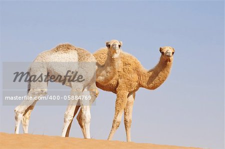 two baby single hump camels walking in desert