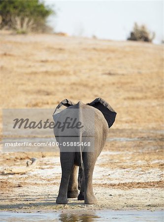 African elephant (Loxodonta Africana) on the banks of the Chobe River in Botswana drinking water and playing in the mud