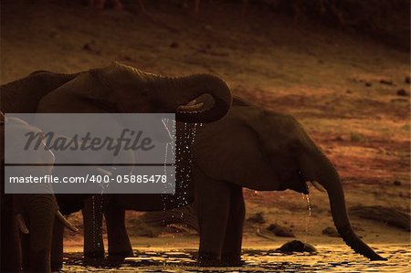 A herd of African elephants (Loxodonta Africana) on the banks of the Chobe River in Botswana drinking water at sunset