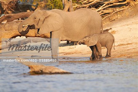 A herd of African elephants (Loxodonta Africana) on the banks of the Chobe River in Botswana drinking water, with juveniles and a calf