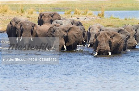 A herd of African elephants (Loxodonta Africana) on the banks of the Chobe River in Botswana drinking water