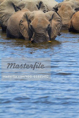 A herd of African elephants (Loxodonta Africana) Crossing over from the banks of the Chobe River in Botswana drinking water