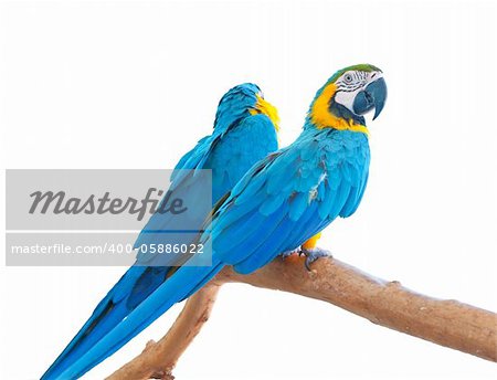 Pair of blue macaws (Ara ararauna) on a perch isolated.