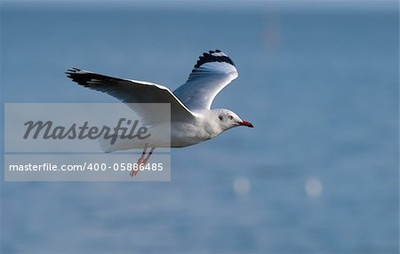 beautiful brown-headed gull