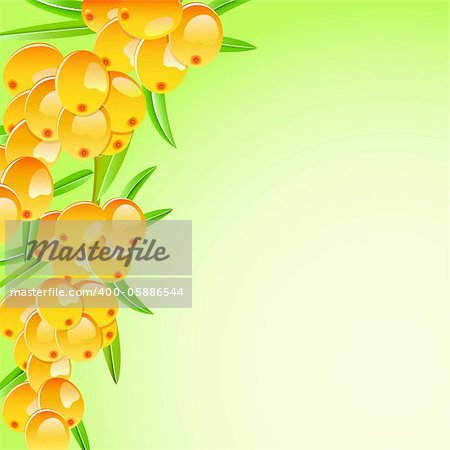sappy sea-buckthorn berries card isolated on white background. Vector EPS8