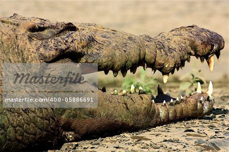 A crocodile resting in the the sun in Costa Rica and smiling with its eyes closed and teeth sharp