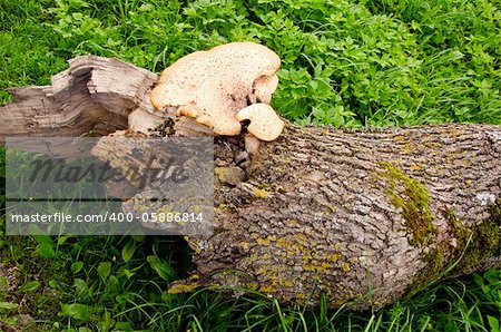 Fungus growing on a fallen tree trunk.