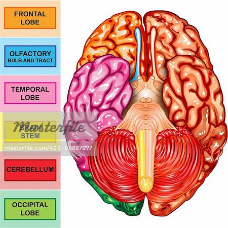 Illustration body part, human brain underside view