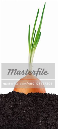 Green onion in the ground isolated on white background