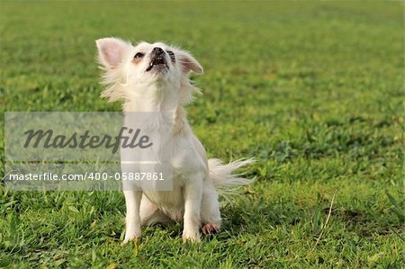 portrait of a cute purebred  barking chihuahua