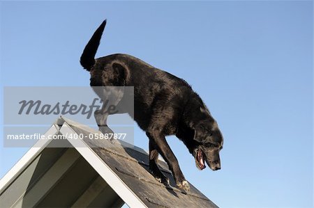 purebred senior labrador retriever jumping in a training of agility