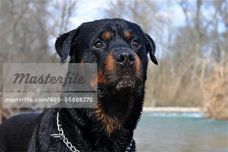 portrait of a purebred wet rottweiler in the nature