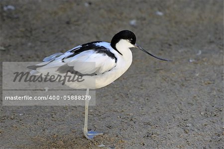 Pied avocet ,recurvirostra avosetta,  distinctively patterned black and white wader with a long up curved beak