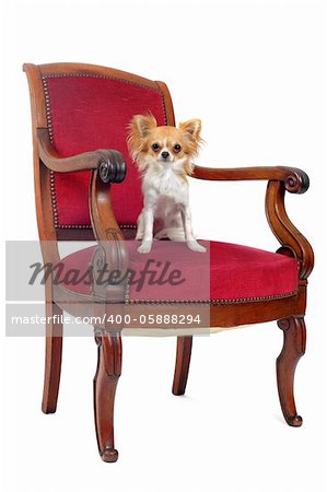 chihuahua sitting on an antique chair in front of white background