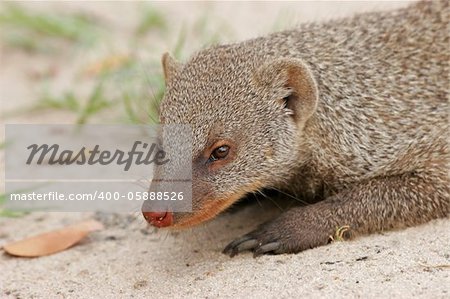 Banded mongoose (Mungos mungo), Hwange National Park, Zimbabwe, southern Africa