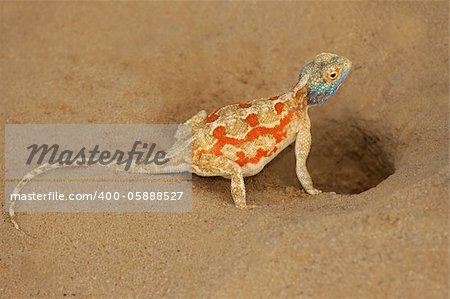 Female ground agama (Agama aculeata) at her nest burrow, Kalahari desert, South Africa