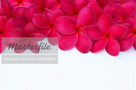 Red Plumeria Frangipani Flower for Spa and Wellness Concept with Space for Text