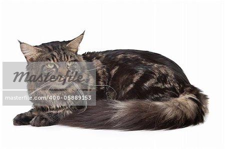 maine coon, black tabby cat in front of a white background