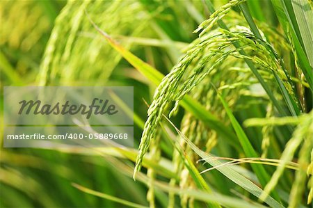 Close up of green paddy rice