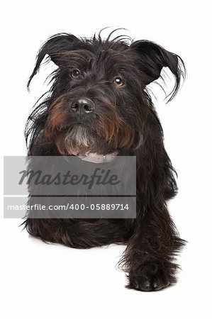 black mixed breed dog in front of a white background