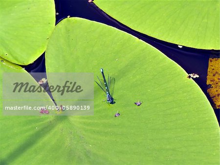 dragonfly on sheet of the water lily