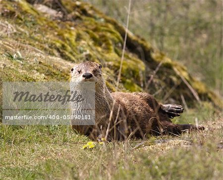 A wild northern river otter (lontra canadensis) in the San Juan Islands of Washington State is lying on the ground.