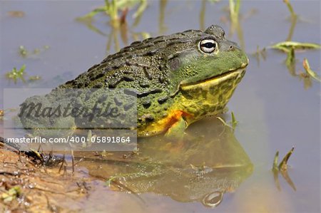 Male African giant bullfrog (Pyxicephalus adspersus) in shallow water, South Africa