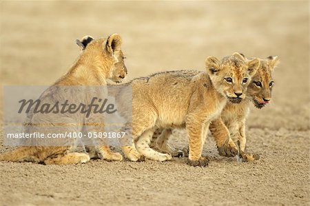 Three cute lions cubs (Panthera leo), Kalahari desert, South Africa