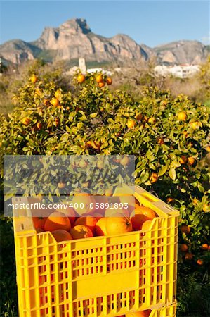Orange harvest amidst a sunny Mediterranean landscape