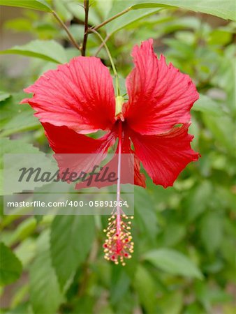 Red hibiscus flower against a background of green foliage. Shallow focus